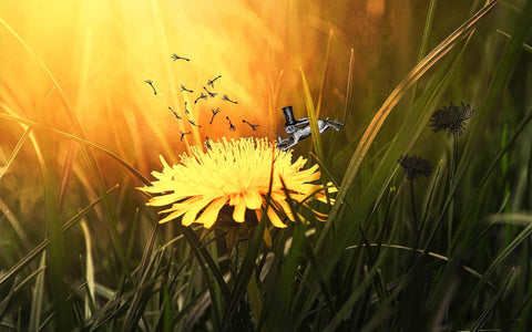 Les bienfaits du pissenlit, une plante SAEVE - Saeve Paris