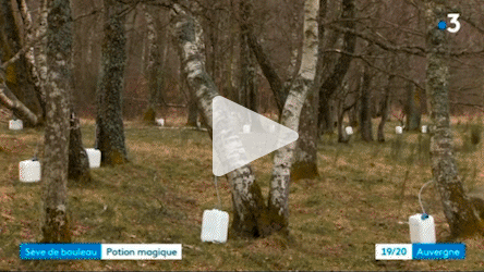 Récolte de la Sève de Bouleau avec France 3 Auvergne 🌿 - Saeve Paris